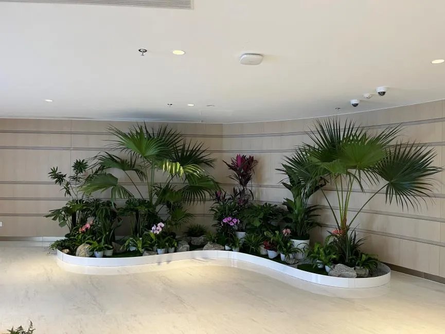 宁波杭州湾花木租摆，实惠之选，让你的环境焕新！